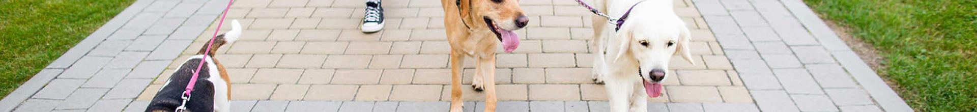 Dog Walking Services by Darren Larkin