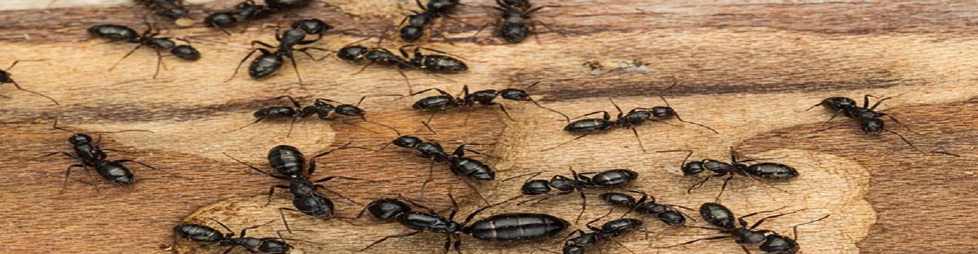 Spectrum Pest Control