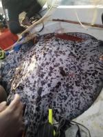 VATUKALOKO FISH MARKET