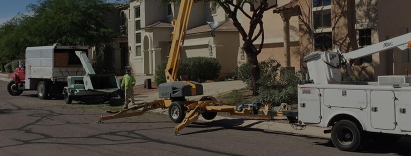 AAA Mammoth Tree & Landscaping LLC