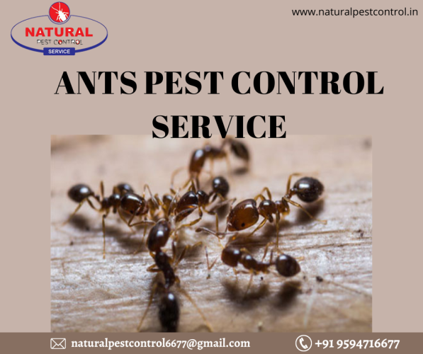 Natural Pest Control