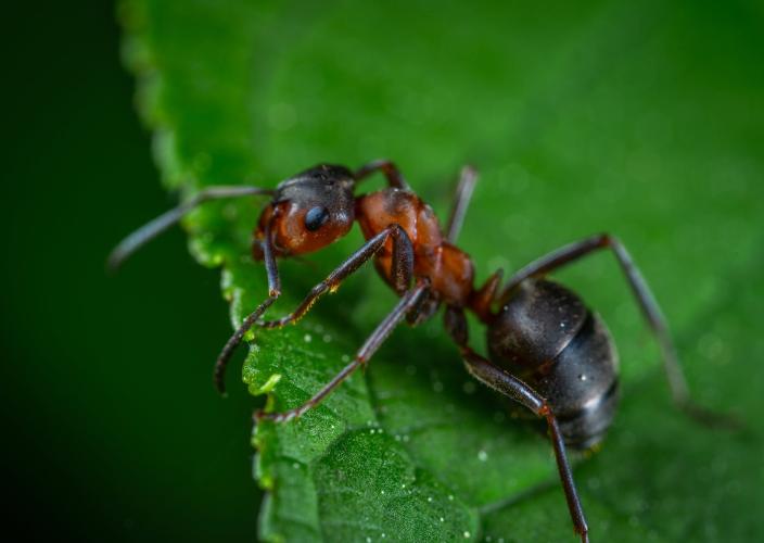 Green City Pest Control