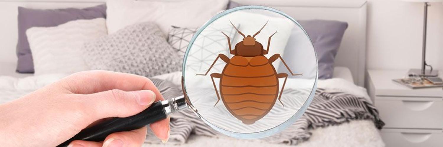 Bed Bug Texas