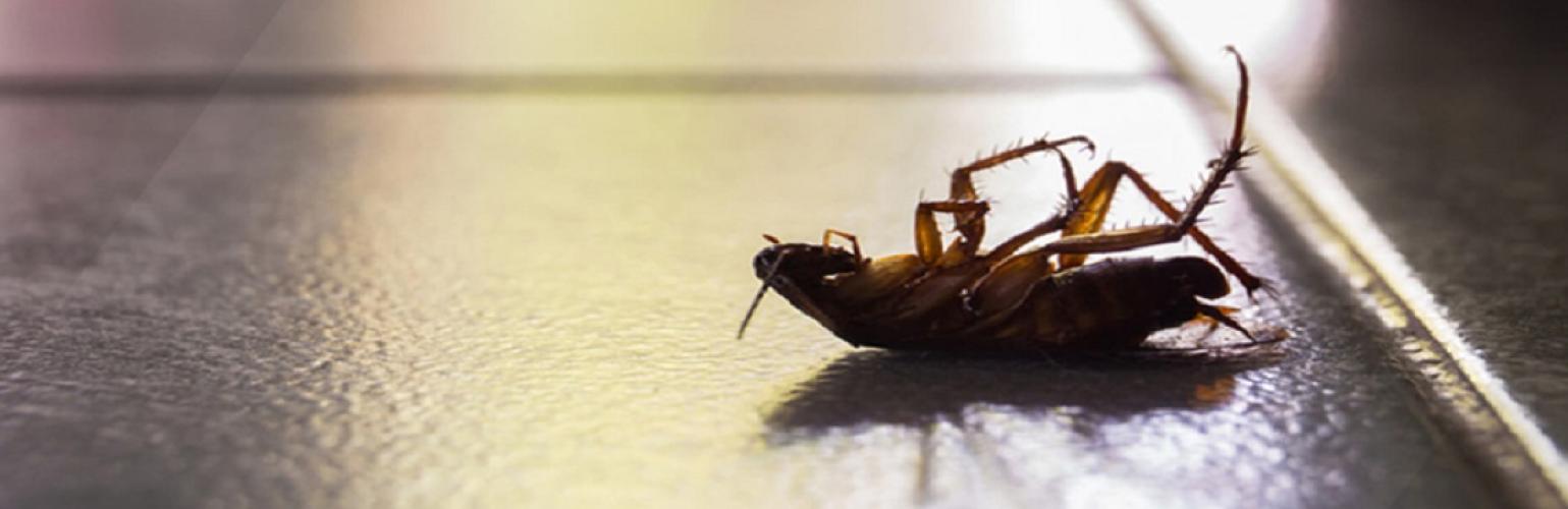 Bugs and Beyond Pest & Wildlife Control
