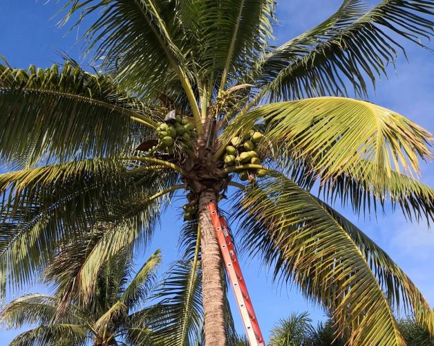 Fort Lauderdale Tree Service