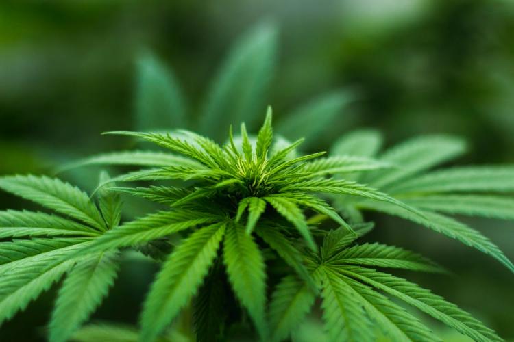 The Cannabis Depot - Pueblo West
