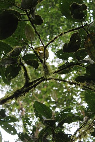 Scullion Tree Care Ltd