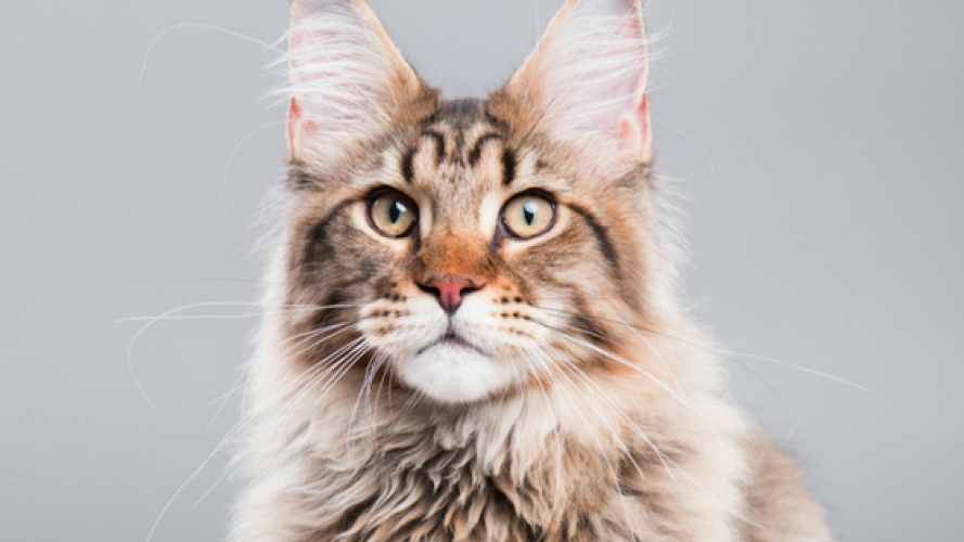 Sassy Koonz Maine Coon Cattery