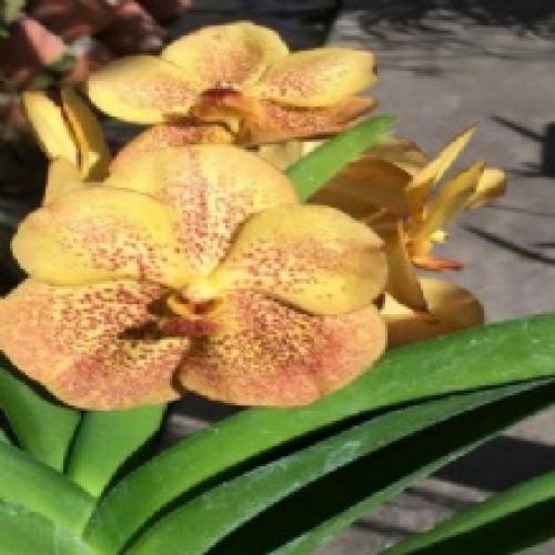 Banjong Orchids
