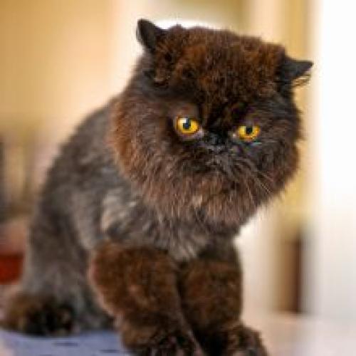 Posh Paws Grooming & Pet Spa LLC