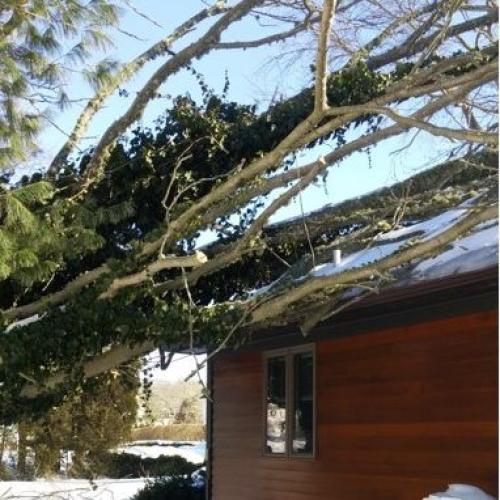 Watkins Tree Experts
