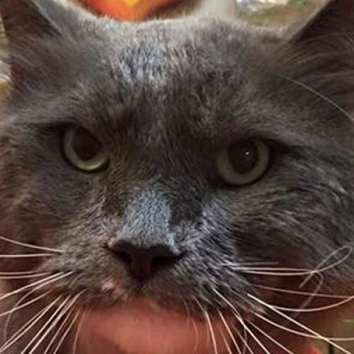 Cat-A-Holic Cats