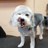 South Paw's Grooming of Edmond Oklahoma