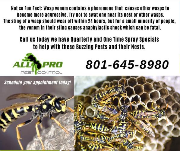 All PRO Pest Control