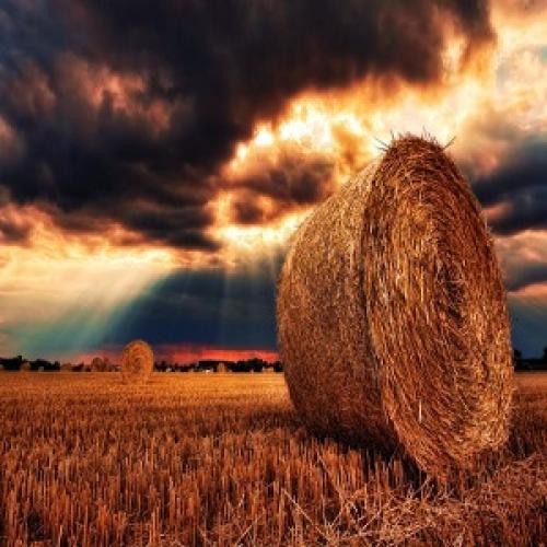 Central Alberta Hay Sales Ltd.