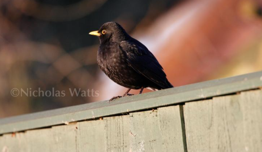 Vine House Farm - Wildlife Products