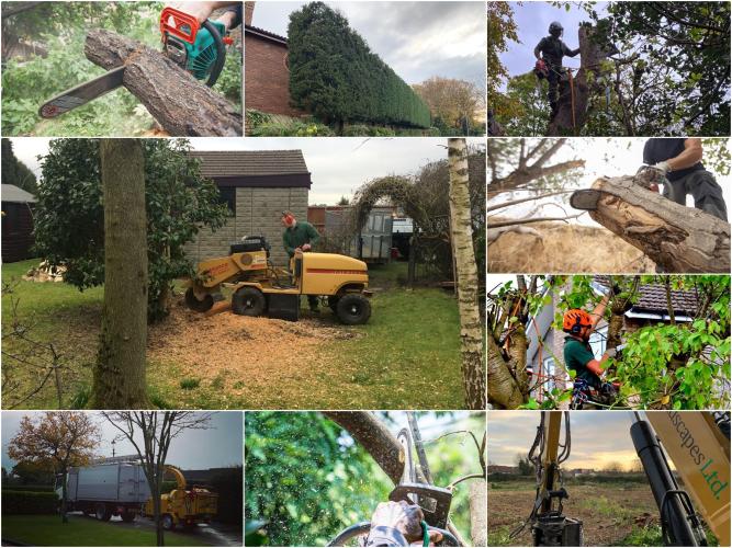 M P Tree Care & Management