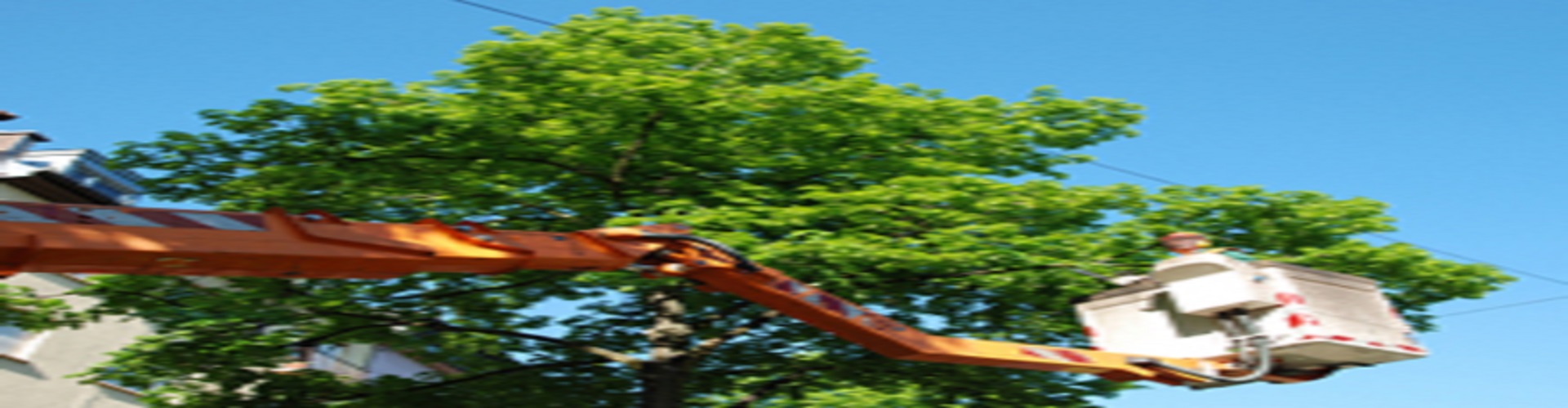 Monstrosity Tree Service LLC