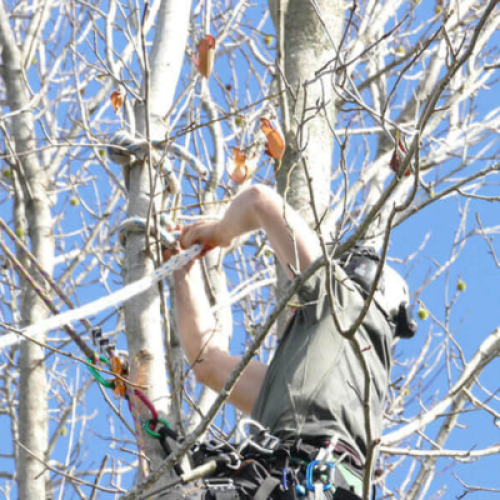 Clearfell Tree Services Ltd