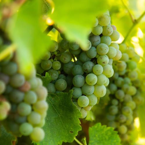  Mai Vino