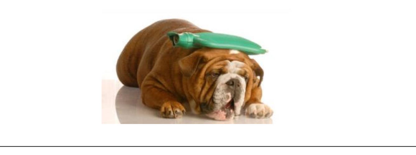 Holistic Paws=Waggy Tails