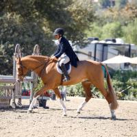Reveal Equestrian
