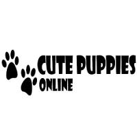 cs puppies LLC