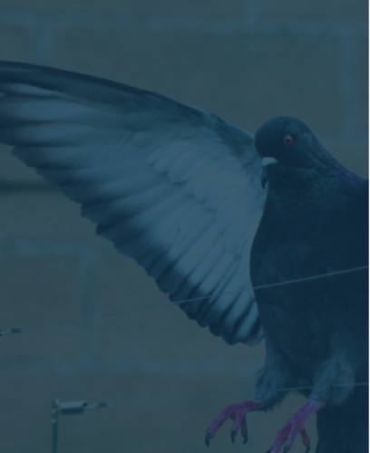 Dyno Pest Ltd