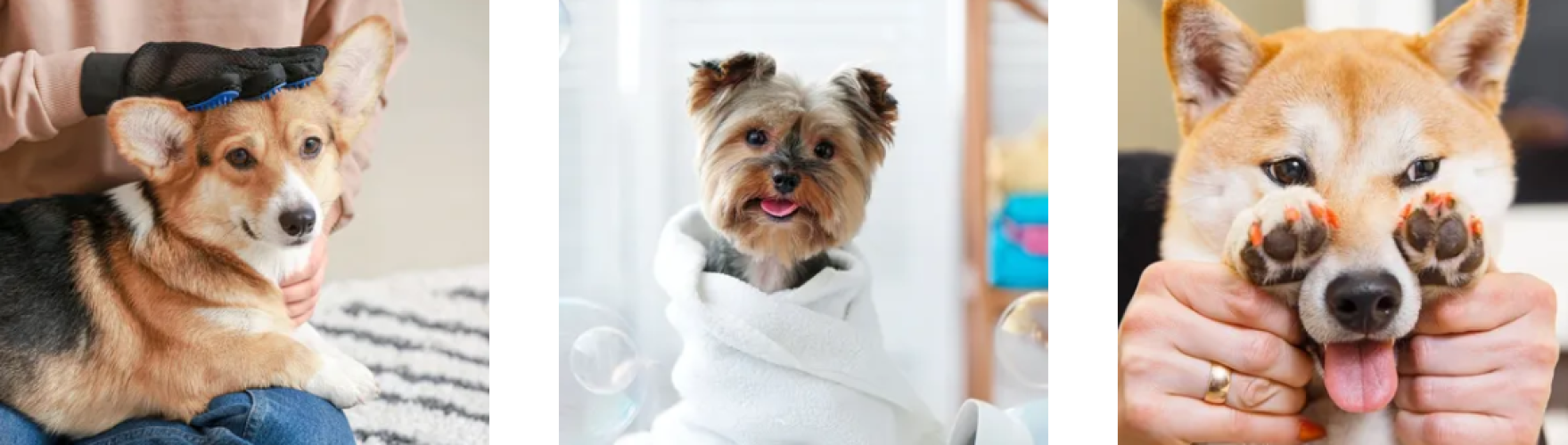 Olivia's Place Dog Grooming Service
