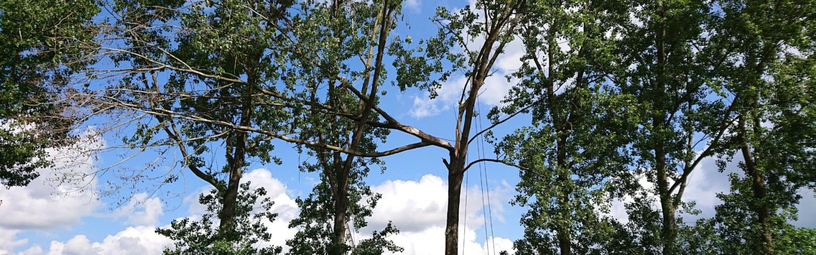 Beaver Treework