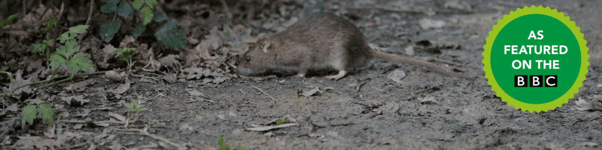 Pest Control Berkshire