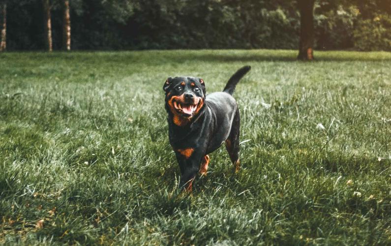 Champion Rottweilers