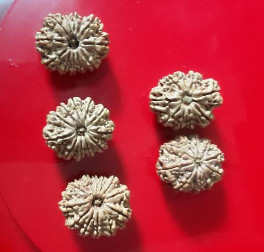 Nepal Rudraksha - Nepalrudraksha.com