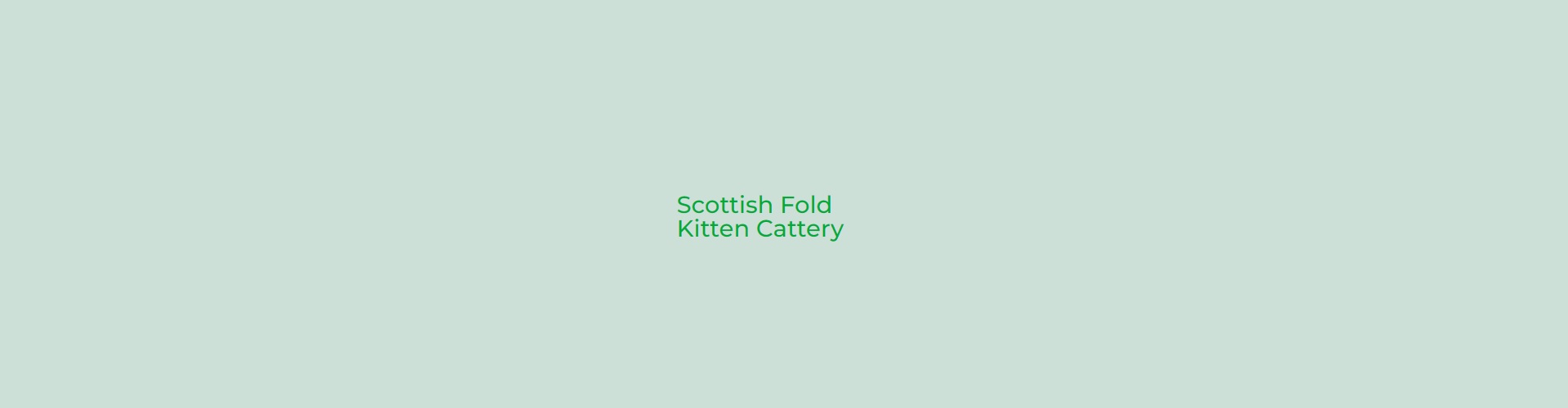 Scottish Fold Kitten Cattery